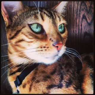 Illustration for article titled Your Cat Makes You Look Like a Dog